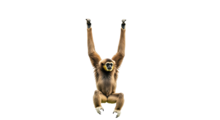Isolated Gibbon Hanging