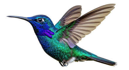 Fototapeta premium Isolated Hummingbird