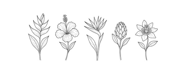 Fototapeta premium Elegant botanical line art of exotic flowers for coloring pages and designs