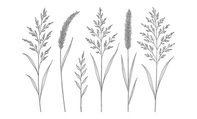 Fototapeta premium Elegant collection of linear grass and plant silhouettes for natural design projects