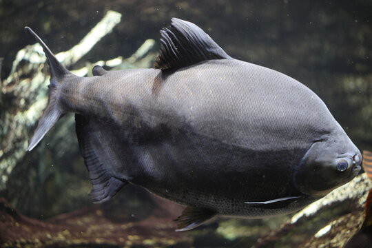 The tambaqui (Colossoma macropomum) is a large species of freshwater fish in the family Serrasalmidae. It is native to tropical South America.
