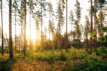 Sunrise in the Swedish Wilderness