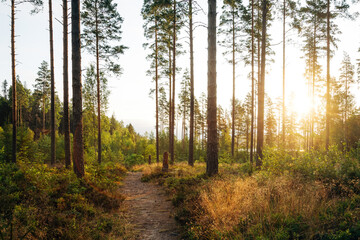 Sunrise in the Swedish Wilderness