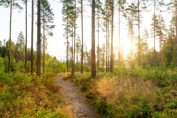 Obraz premium Sunrise in the Swedish Wilderness