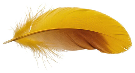 Isolated Yellow Feather