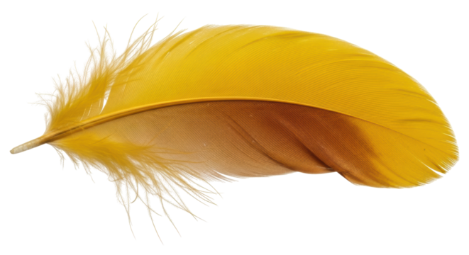 Isolated Yellow Feather