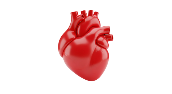 Vibrant 3D heart model representing health, medicine, and wellness for medical, educational, and commercial use, showing vitality.