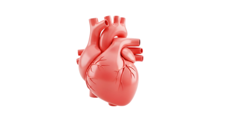 Detailed 3D anatomical heart illustration for medical education, healthcare, and scientific presentations, perfect for innovative design concepts