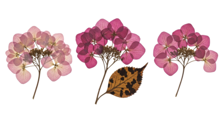 Isolated Pressed Hydrangea Flowers with Leaf