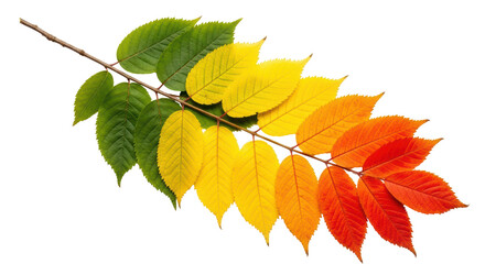 Isolated Colorful Tree branch with leaves