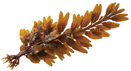 Isolated Seaweed Branch