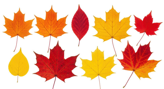 Isolated Autumn Leaves