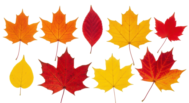Isolated Autumn Leaves