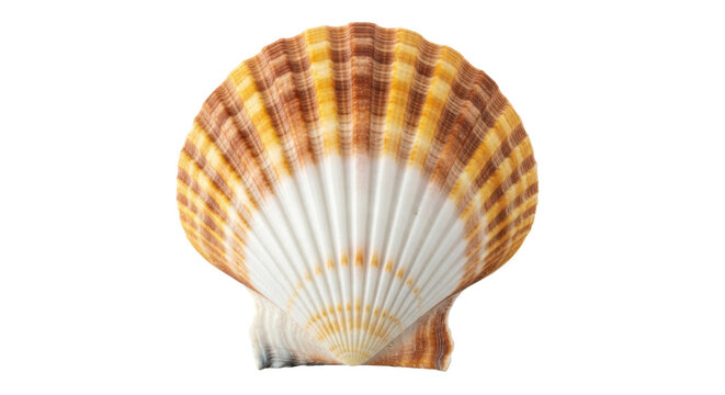 Isolated Seashell