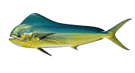Isolated Mahi-Mahi Fish