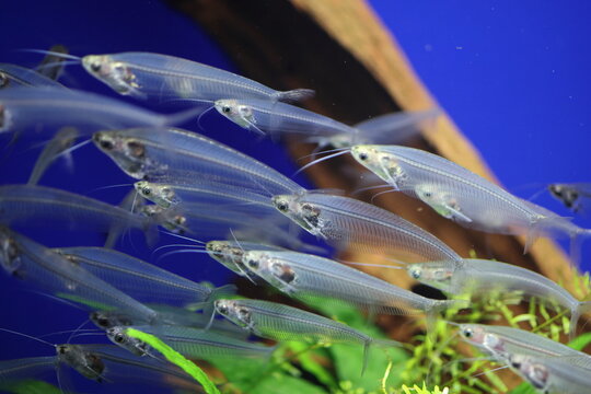 Translucent Glass Catfish (Kryptopterus vitreolus)  is a small species of translucent-bodied, social glass catfish in the family Siluridae. 