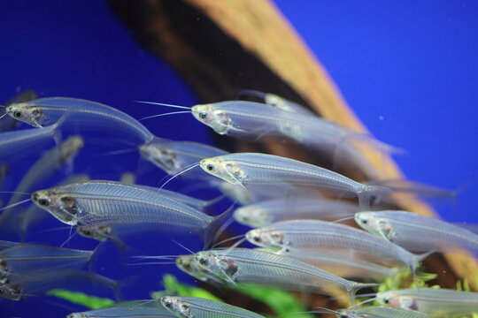 Translucent Glass Catfish (Kryptopterus vitreolus)  is a small species of translucent-bodied, social glass catfish in the family Siluridae. 