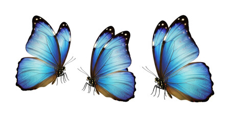 Isolated Group of Blue Butterflies