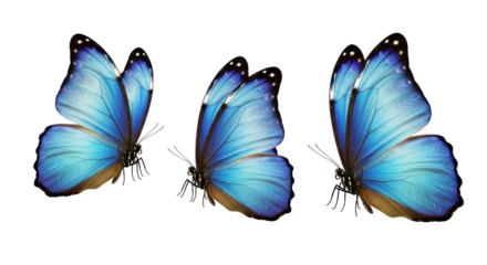 Isolated Group of Blue Butterflies