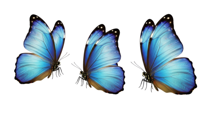 Isolated Group of Blue Butterflies