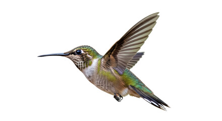 Isolated Ruby-throated Hummingbird in Flight
