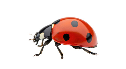 Isolated Red Ladybug Close-Up