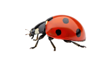 Isolated Red Ladybug Close-Up