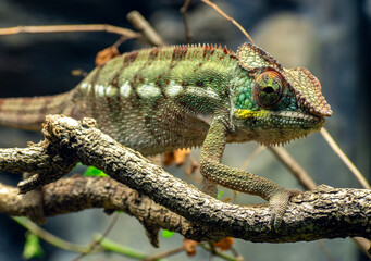 Chameleon on a tree branch in London Zoo, UK