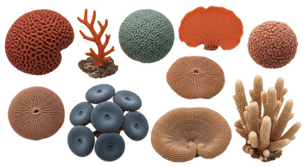 Isolated Assortment of Coral