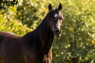 Fototapeta premium Arabian gelding standing outdoors in summer nature