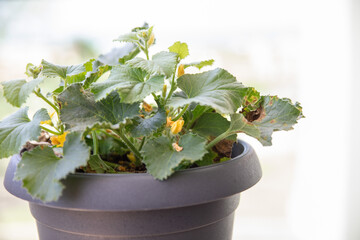 flower,cucumber in a pot