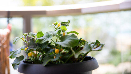 flowers,cucumber in a pot