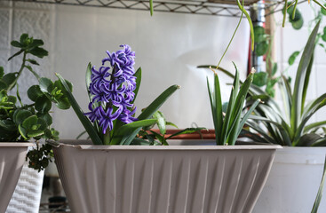 flowers on the window