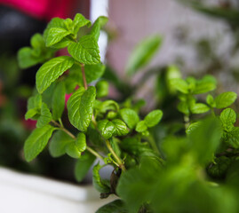 close up of fresh herbs