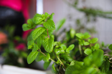 mint in a pot