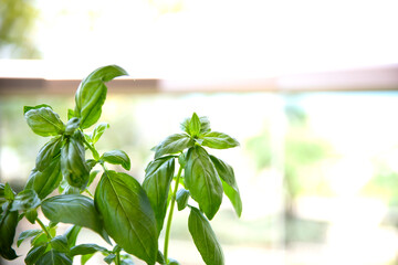 green leaves on white background