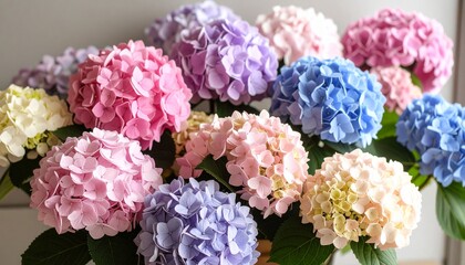 Fototapeta premium Hydrangeas