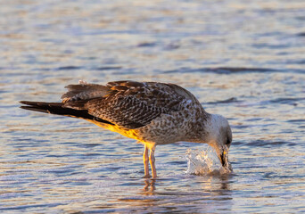 Close-up of a Great black-backed gull (Larus marinus) on the beach sand