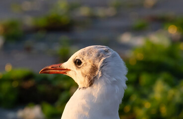 Close-up portrait of a Black-headed Gull (Chroicocephalus ridibundus)