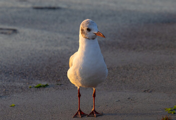 Close-up with a Black-headed Gull (Chroicocephalus ridibundus)