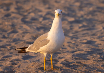 Close-up of a Yellow-legged Gull (Larus michahellis) standing on the sand