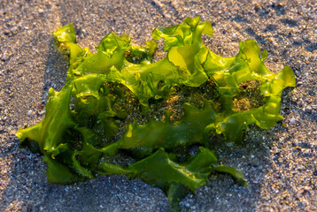 Close-up of green seaweed on beach sand © sebi_2569