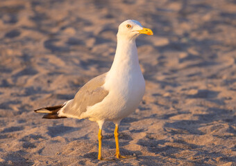 Close-up of a Yellow-legged Gull (Larus michahellis) standing on the sand