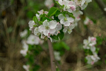 cherry tree flowers