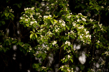 green leaves in the forest