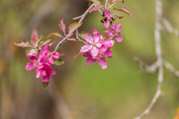 pink and white flowers