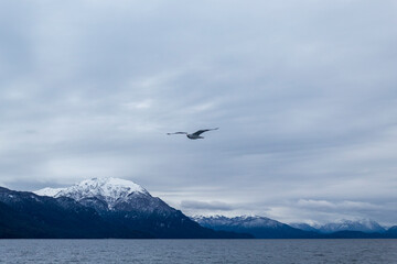 seagull in the mountains Bariloche Argentina Patagonia