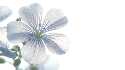 Fototapeta premium Delicate white flower with soft petals illuminated by gentle light in a serene atmosphere