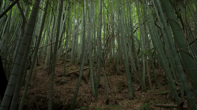 熊野古道・紀伊路「矢田峠(やたとうげ)」和歌山県和歌山市 ⑤Kumano Kodo Kiiji Route &ndash; Yata Pass in Wakayama City, Wakayama Prefecture #5
