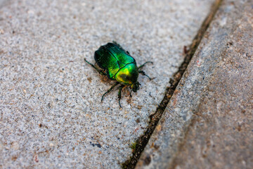 Metallic green beetle with golden reflections on stone background – shiny bug close up for biology, science, and nature concepts